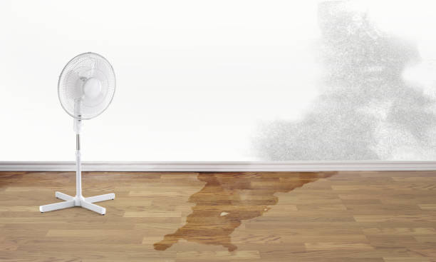Best Professional water damage repair  in Laurel Hill, NC